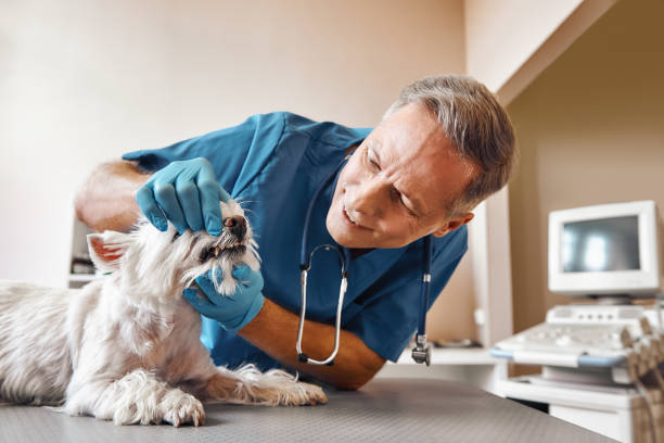 Best Emergency Tooth Extraction in Watertown, NY